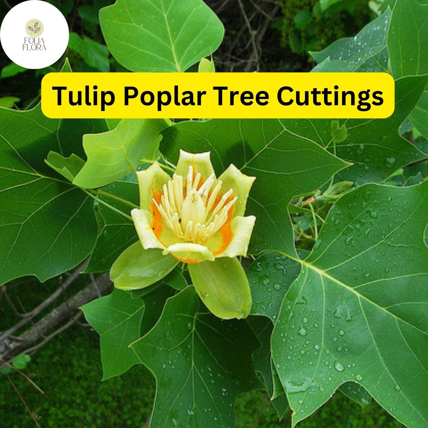 7 Live Cuttings Tulip Poplar Tree (Liriodendron tulipifera) | Fast-Growing Shade Tree | Beautiful Tulip-Shaped Blooms