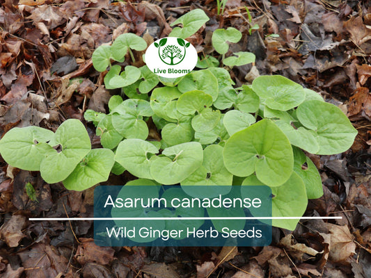 100 mg Seeds Wild Ginger (Asarum canadense) for Planting | Native Ground Cover Herb for Shady Gardens and Landscaping