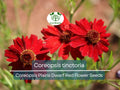 300 Seeds Coreopsis Plains Dwarf Red (Coreopsis tinctoria) Red Wildflower for Planting, Pollinator-Friendly, Low-Maintenance, Garden Blooms