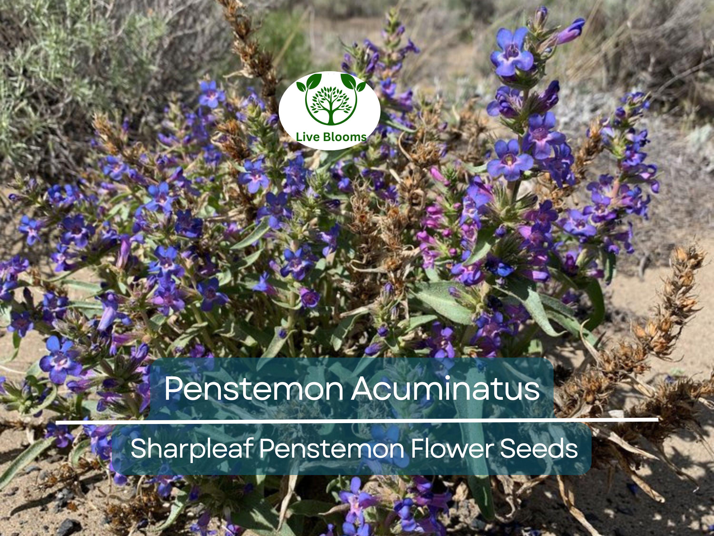 100 mg Seeds Penstemon Acuminatus (Sharpleaf Penstemon) for Planting | Native Perennial Wildflower for Pollinator Gardens & Landscaping