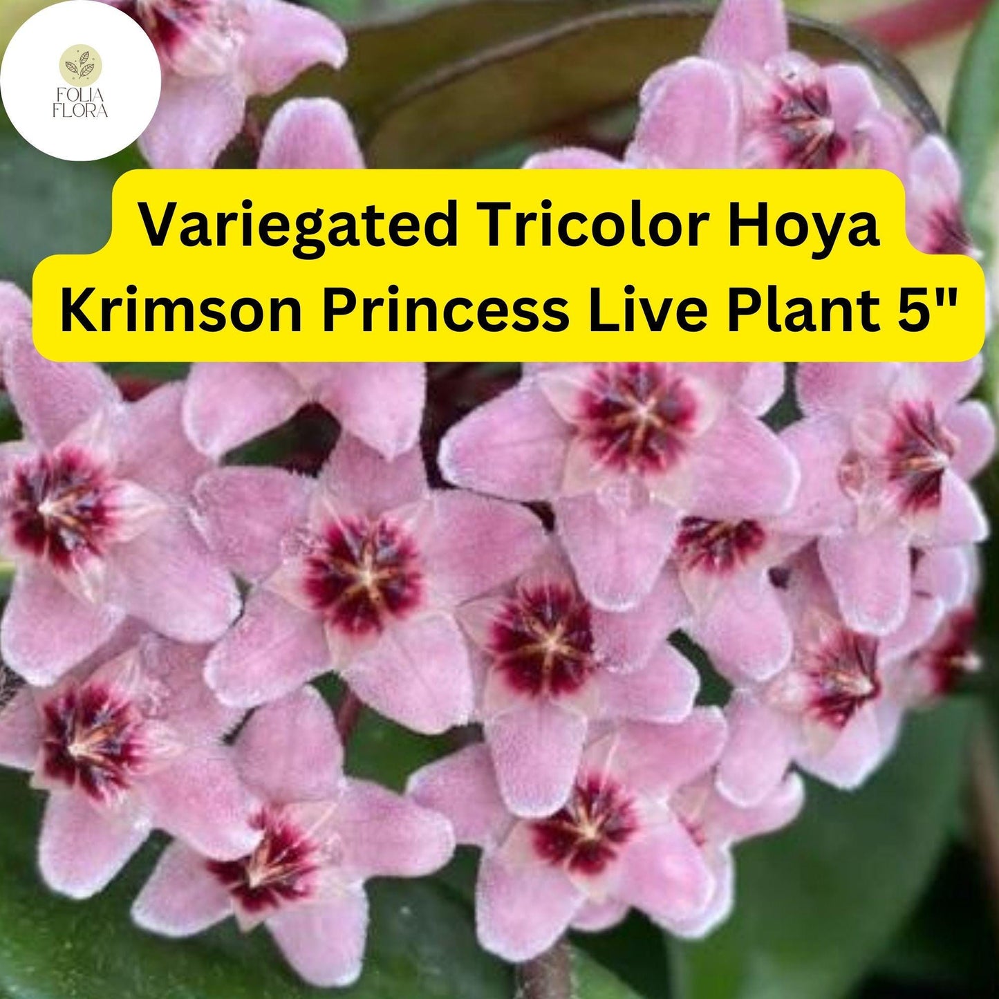 1 Hoya Carnosa ‘Krimson Princess’ – Variegated Tricolor Wax Plant – Live Plant 5" in 4” Pot