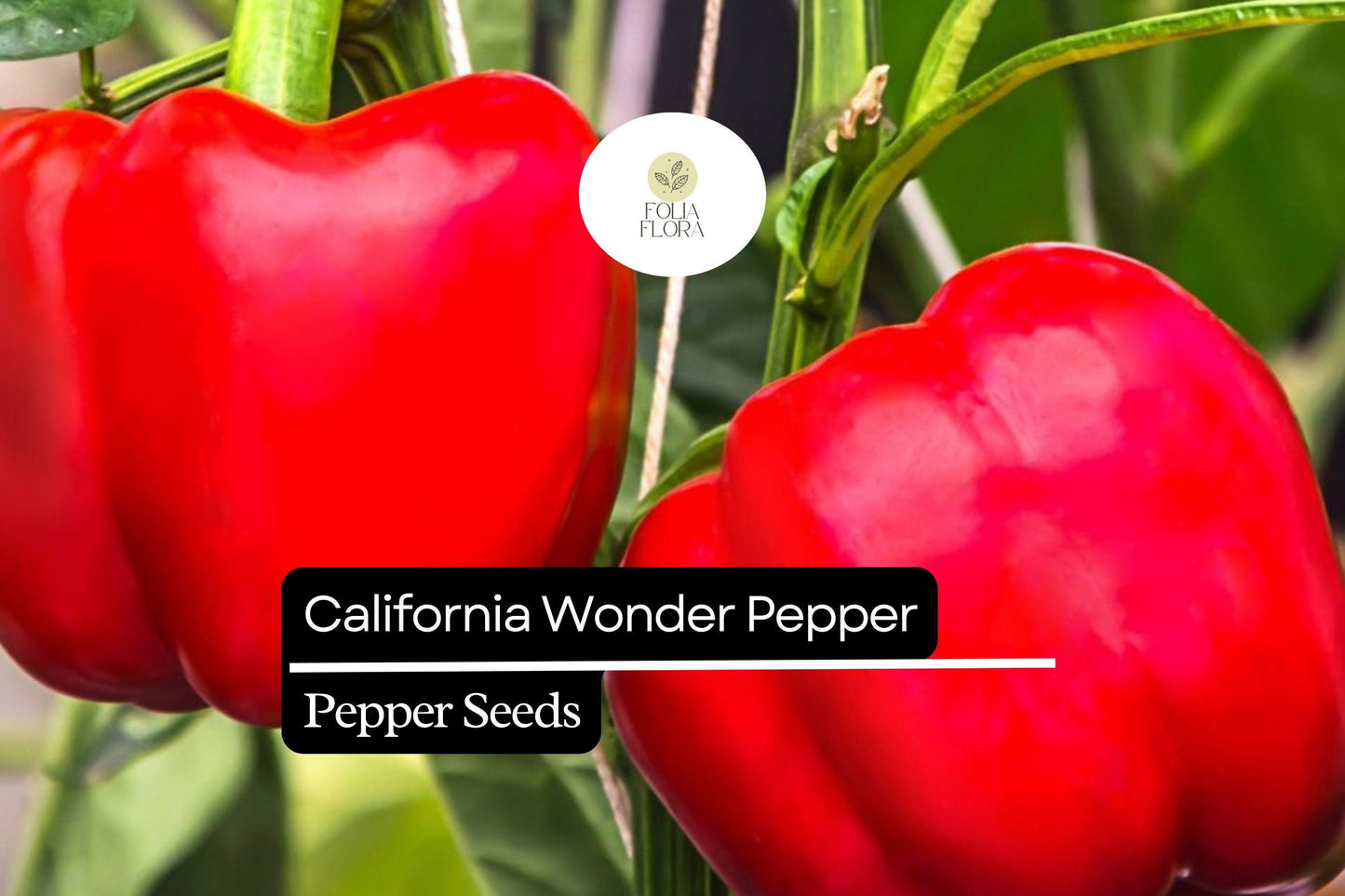 25 California Wonder Pepper Seeds – Capsicum annuum – Heirloom, Sweet & Crisp, High-Yielding