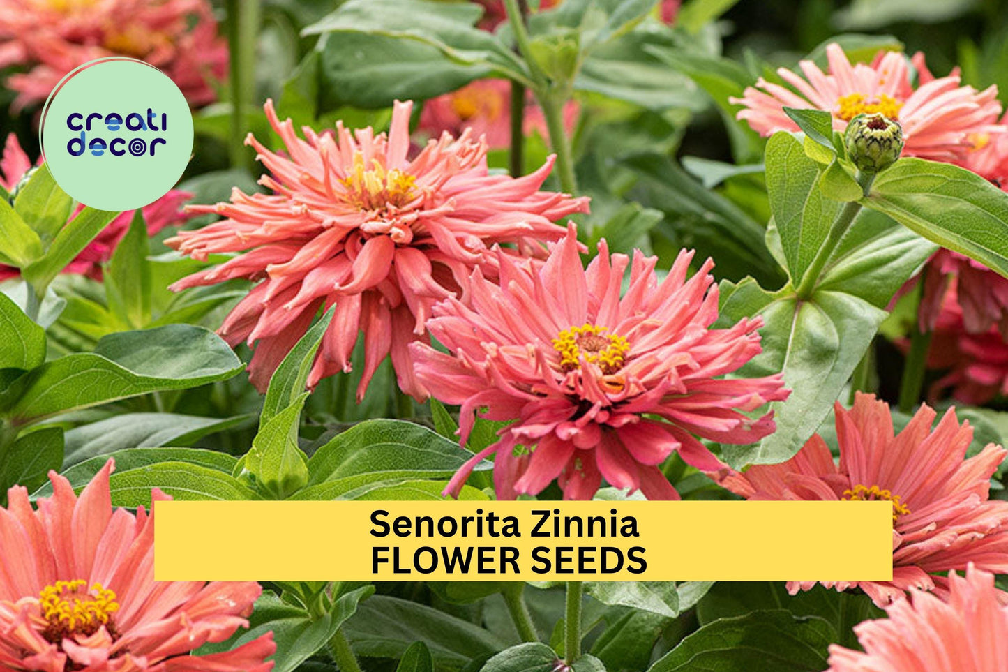 100+ Senorita Zinnia Seeds – Bold Magenta-Pink Blooms for Garden Planting, Heat-Tolerant Annuals for Beds & Pollinator Gardens – USA