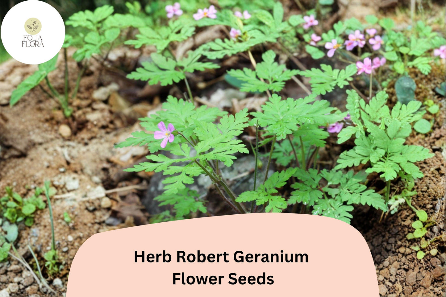25+ Herb Robert Geranium Seeds for Garden Planting – Hardy, Easy to Grow Perennial with Pink Flowers
