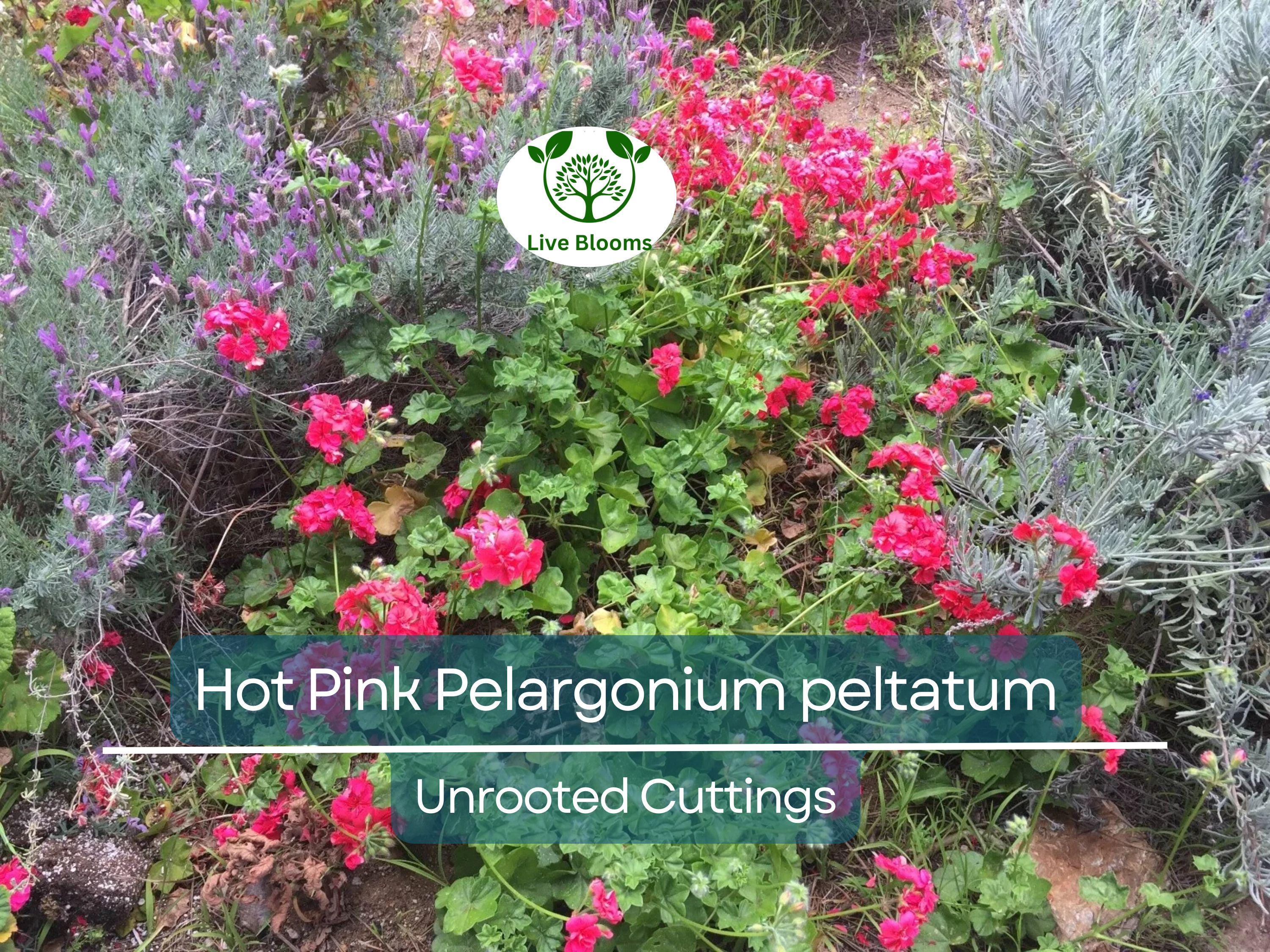 6 Hot Pink Pelargonium Peltatum Ivy Geranium Live Plant Cuttings 6" – Unrooted Geraniums for Hanging Baskets, Gardens, & Window Boxes