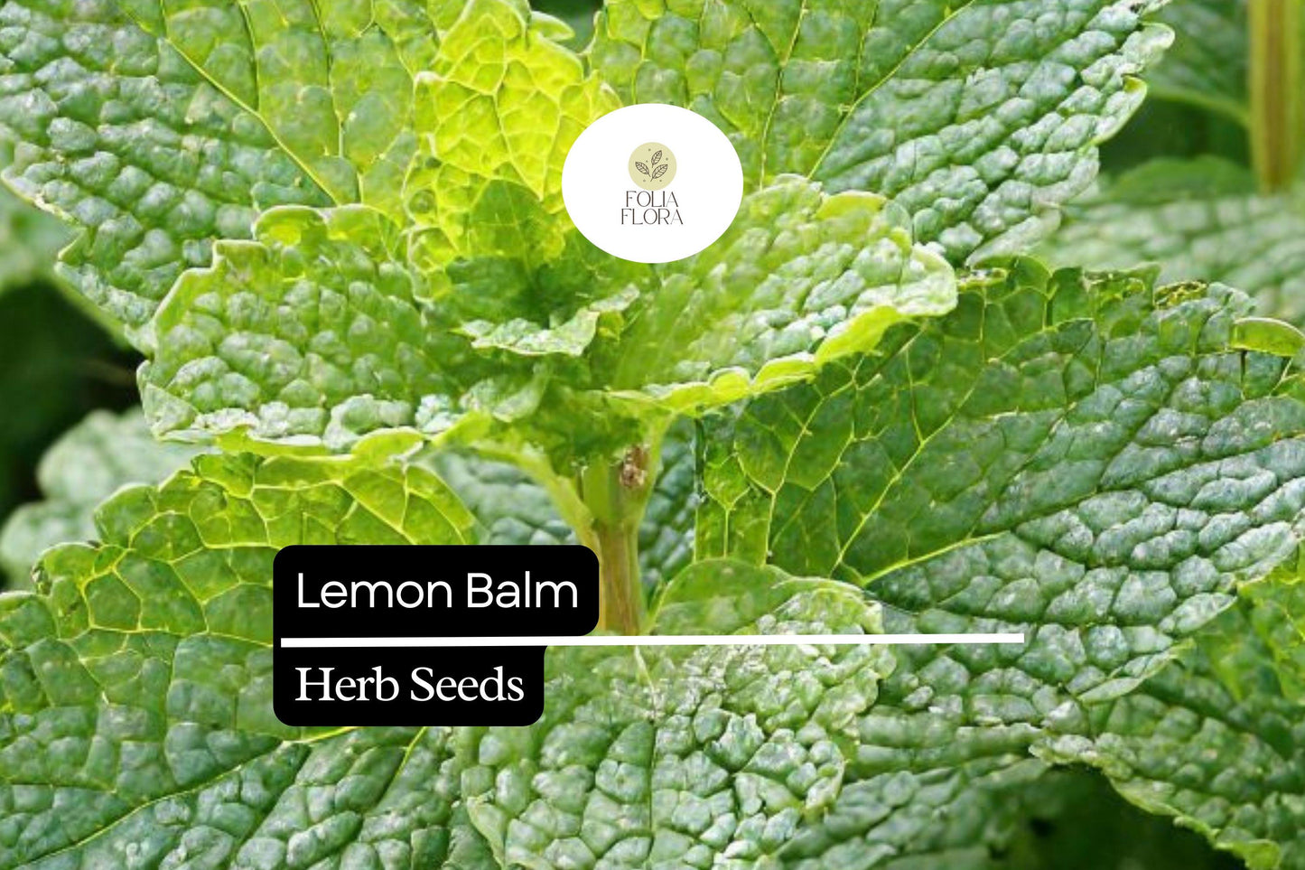 1000 Seeds Lemon Balm (Melissa officinalis) – Aromatic Herb for Teas, Culinary Use, and Pollinator-Friendly Gardens