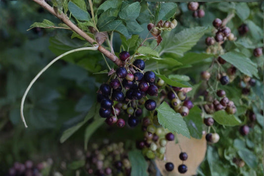 Consort Black Currant 10 Cuttings Dormant 4-6" (Ribes nigrum) Unrooted
