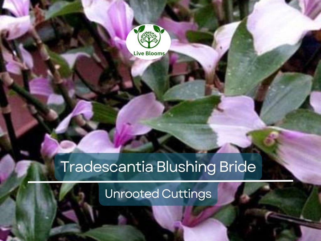 3 Unrooted Cuttings Variegated Tradescantia Blushing Bride Wandering Jew - Stunning Pink & White Leaves, Easy Propagation, Indoor Plant