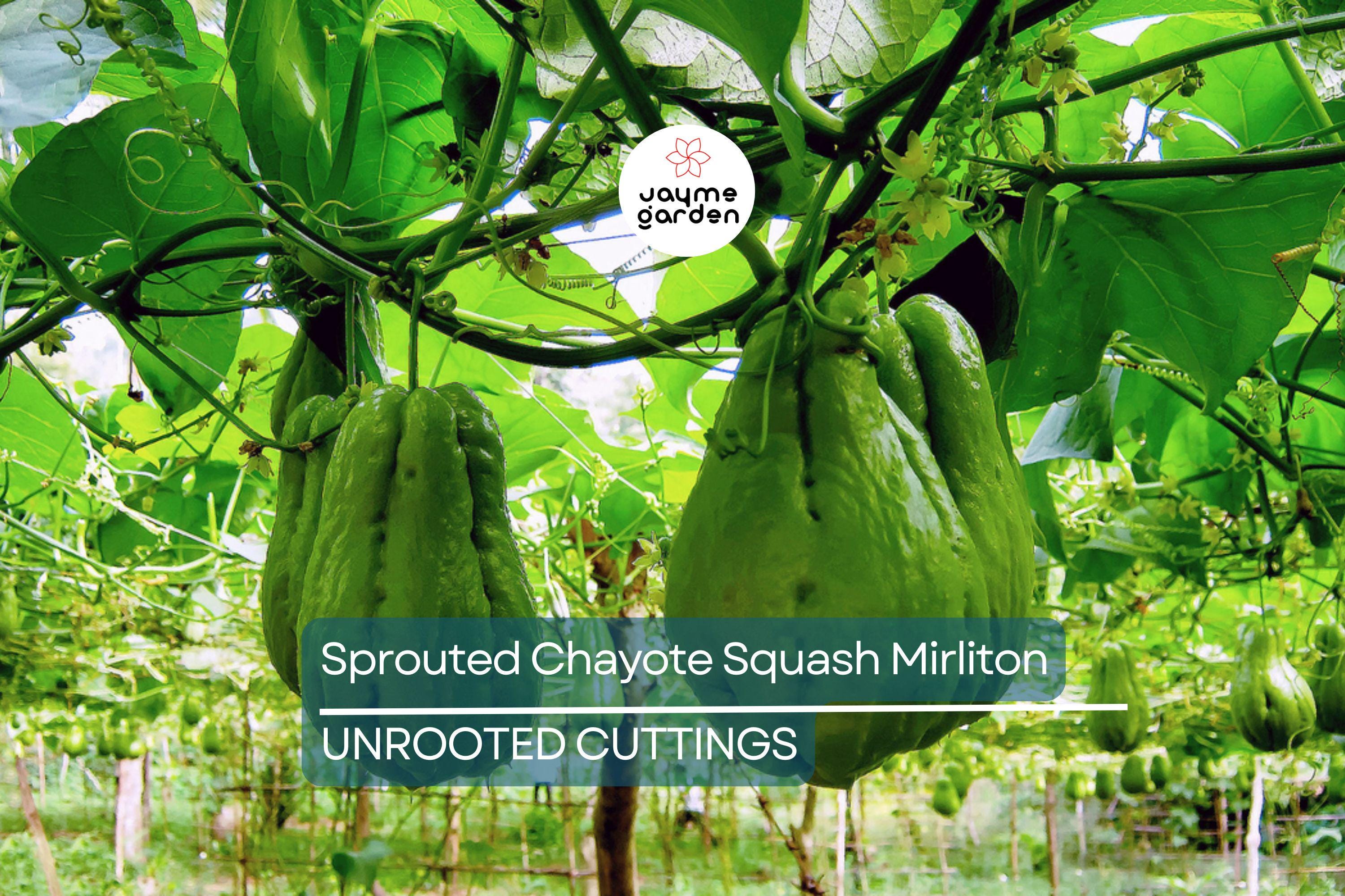 3 Sprouted Chayote Squash Mirliton Live Plants – Ready to Plant – Fast Growing – Fresh & Healthy