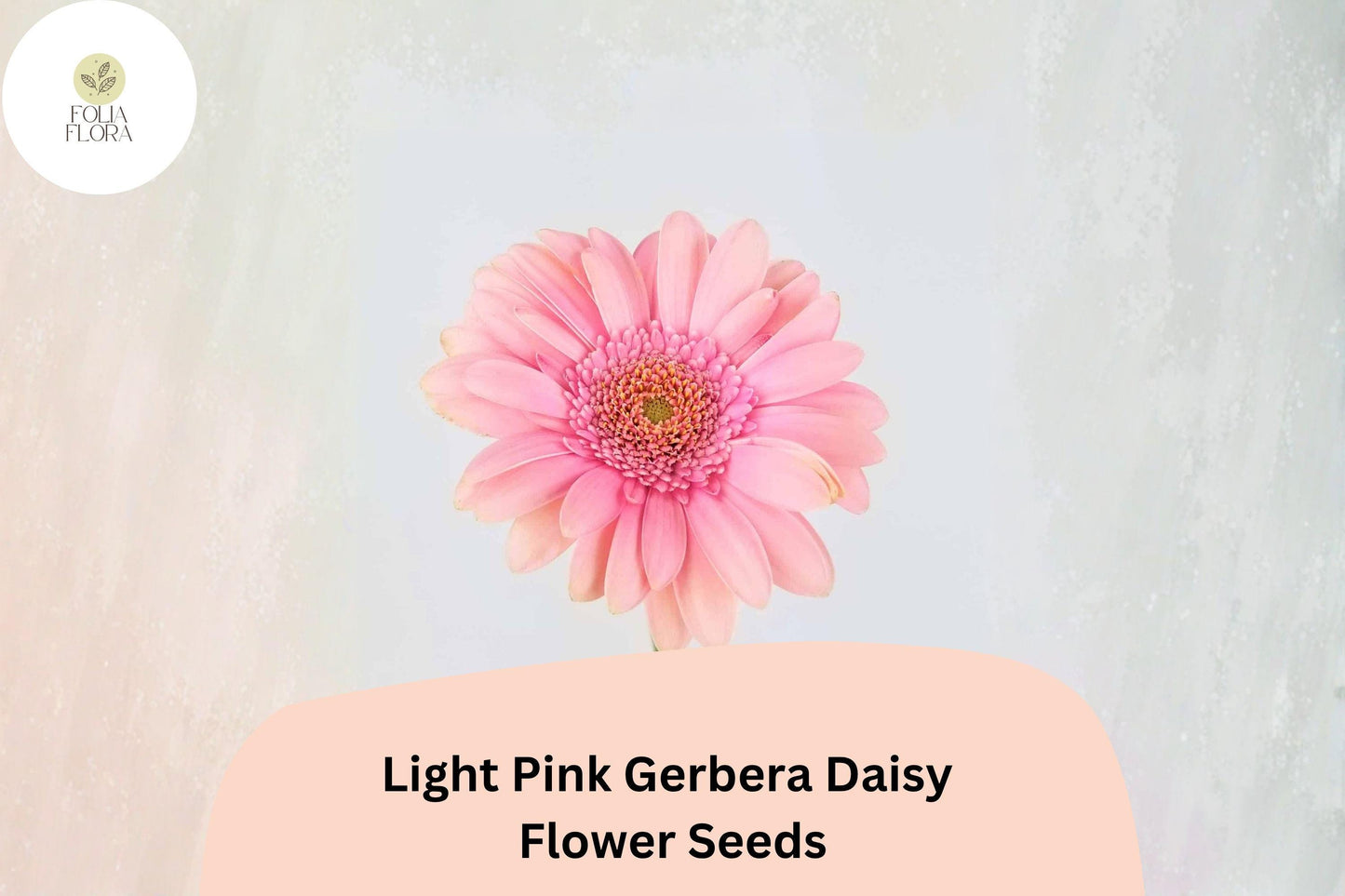 200+ Light Pink Gerbera Daisy Seeds | Soft Pastel Blooms | Garden Flower Seeds | Perfect for Pots & Borders