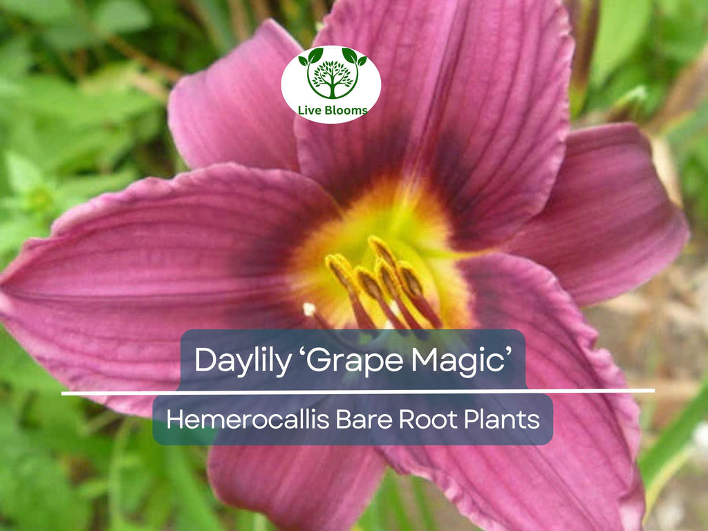 1 Daylily ‘Grape Magic’ – Live Bare Root Plant – Summer Blooming Perennial – Purple Bicolor Flowers, Easy & Hardy
