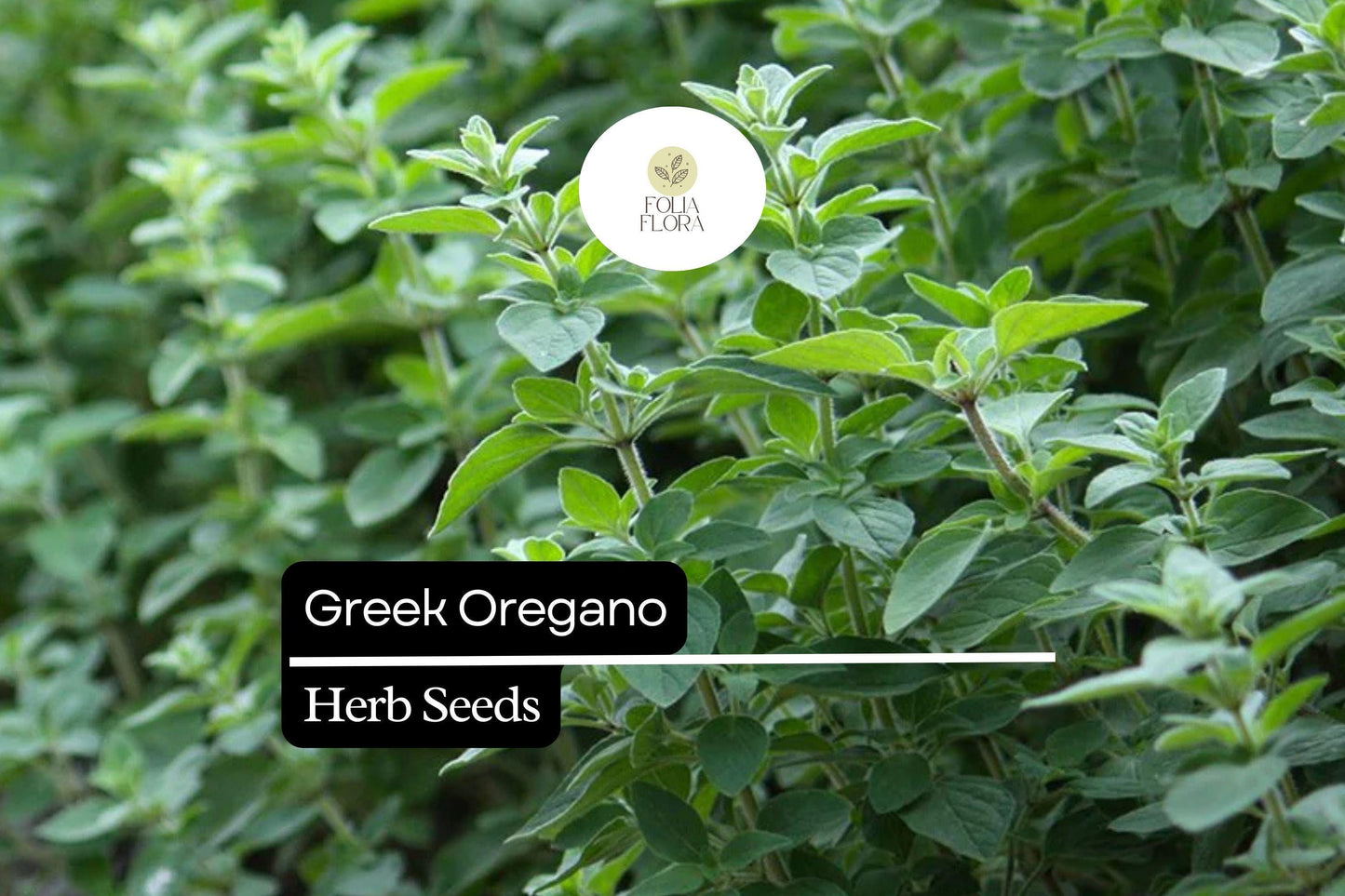 2000 Seeds Greek Oregano (Origanum vulgare subsp. hirtum) – Aromatic Culinary Herb for Gardens and Pots