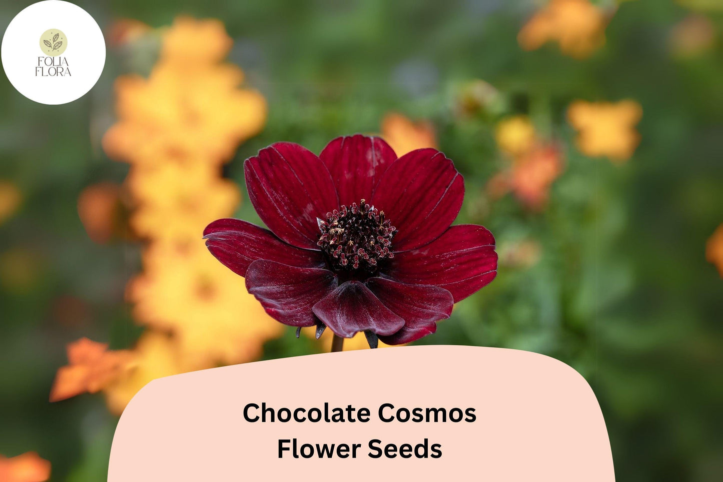 Cosmos atrosanguineus Chocolate Cosmos Seeds – 200+ Velvety Dark Blooms with Sweet Cocoa Scent
