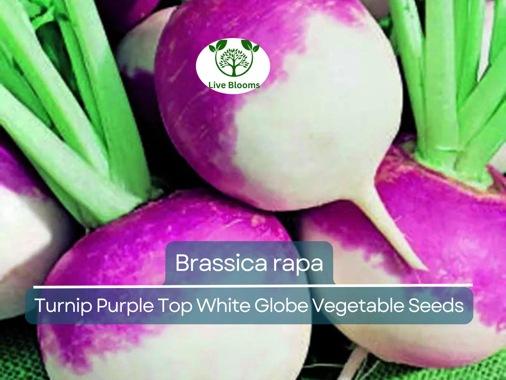 1000 mg Purple Top White Globe Turnip Seeds - Brassica rapa | Heirloom Vegetable for Planting, Gardening & Fresh Root Harvest