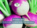 1000 mg Purple Top White Globe Turnip Seeds - Brassica rapa | Heirloom Vegetable for Planting, Gardening & Fresh Root Harvest
