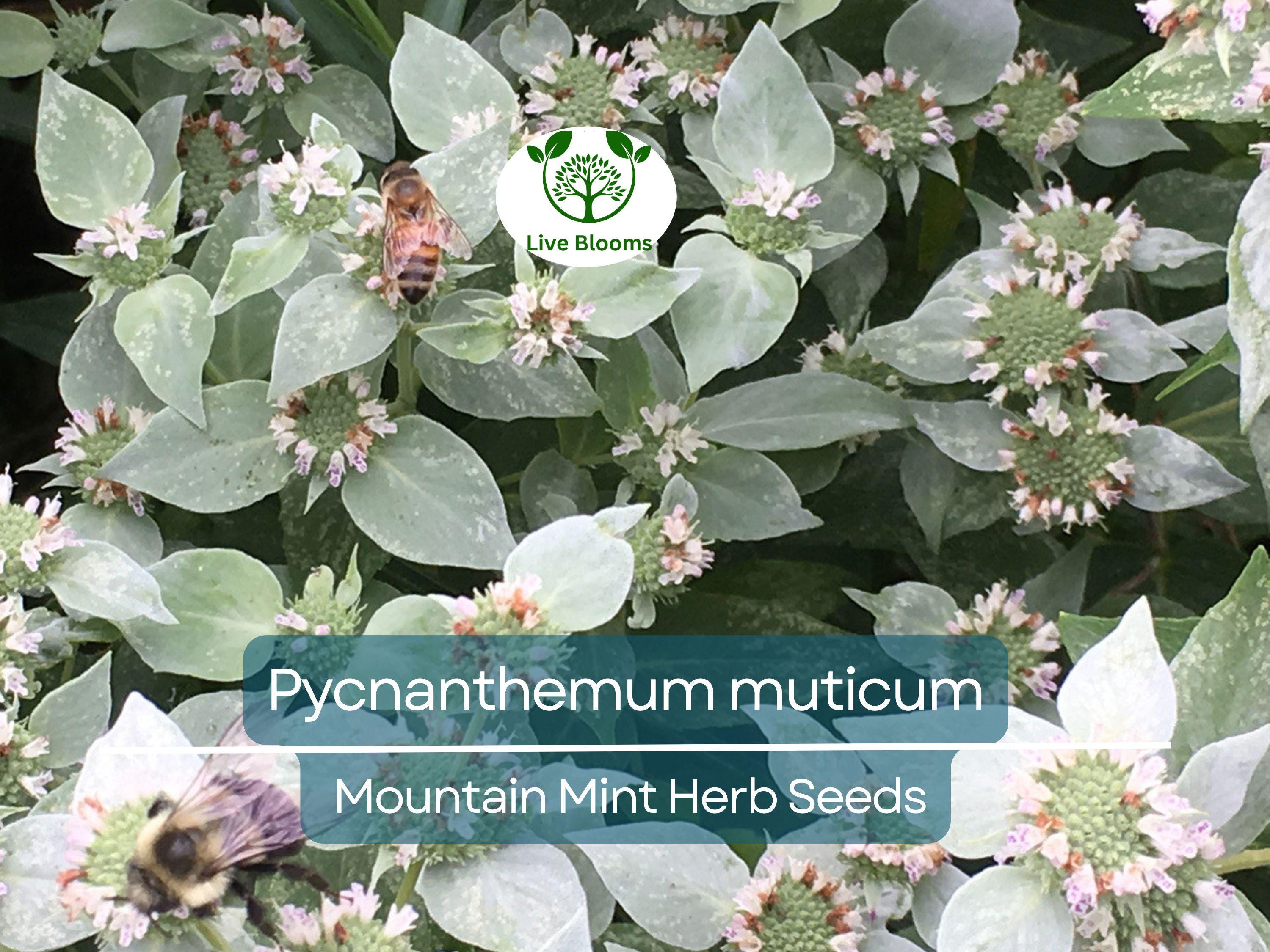 30 mg Seeds Mountain Mint Herb – Pycnanthemum muticum | Aromatic Native Mint for Planting, Culinary & Herb Uses