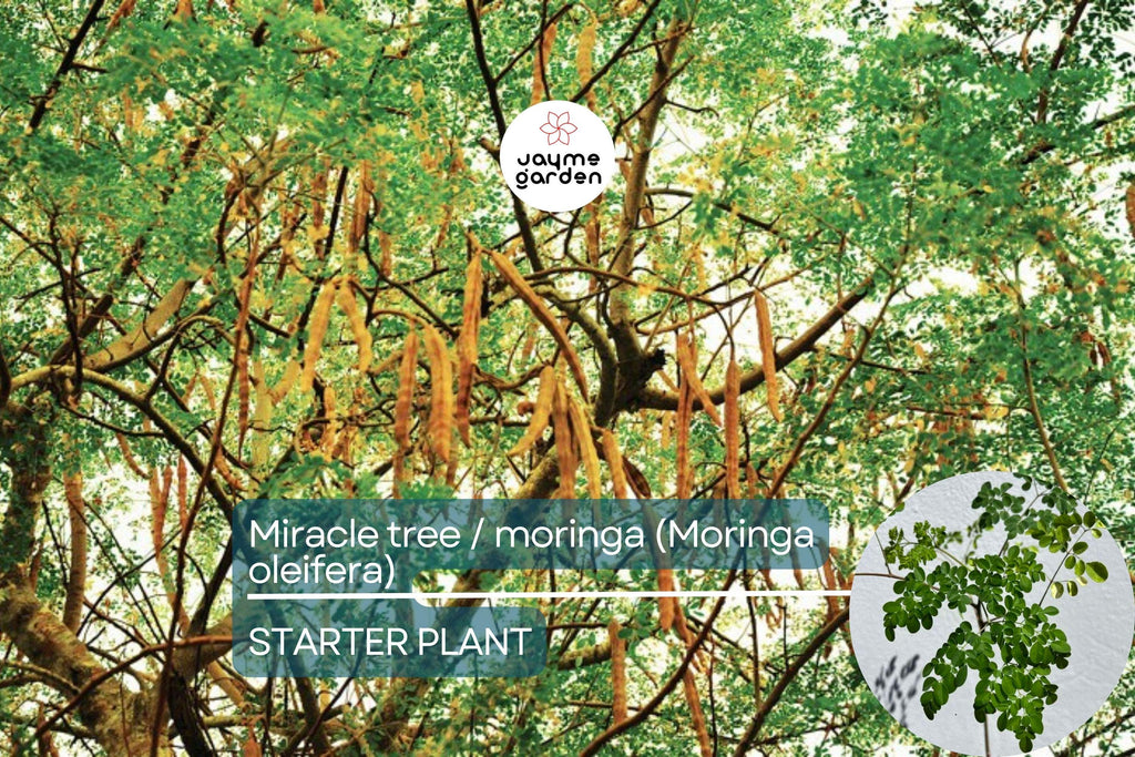 Moringa Tree Starter Plant - Live Miracle Tree 3’-4’ Tall | Highly Nutritious Superfood | Easy Care & Fast Growing for Gardens