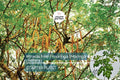 Moringa Tree Starter Plant - Live Miracle Tree 3’-4’ Tall | Highly Nutritious Superfood | Easy Care & Fast Growing for Gardens