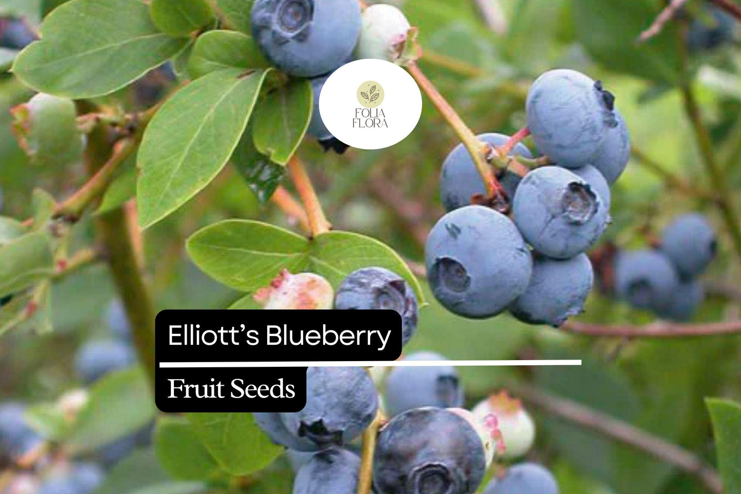 25 Elliott’s Blueberry Seeds | Vaccinium elliottii | Wild Native Blueberry Shrub for Birds, Bees & Home Gardeners