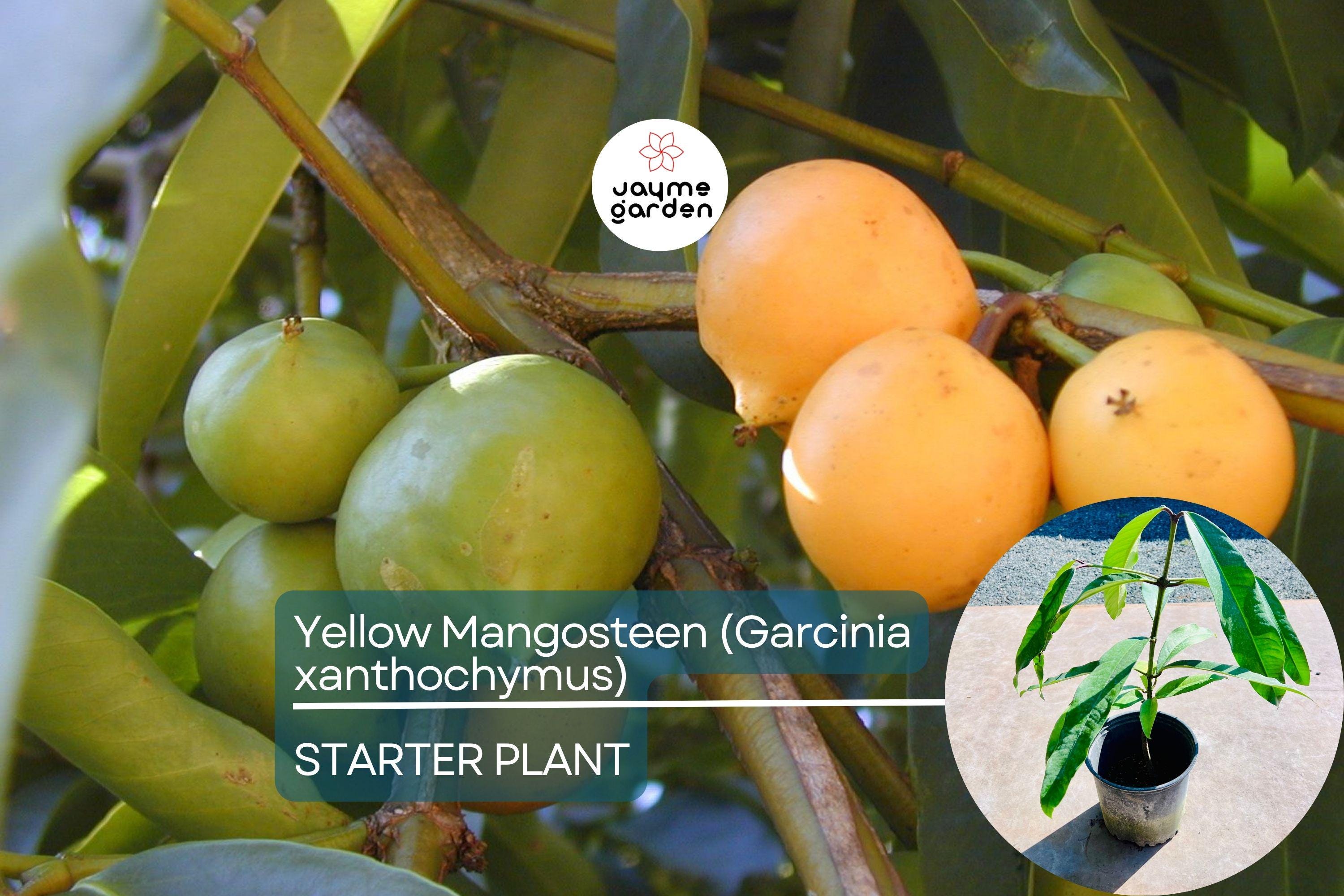 Yellow Mangosteen (Garcinia xanthochymus) Live Fruit Tree 12"-24" - Tropical Evergreen with Delicious Exotic Fruits