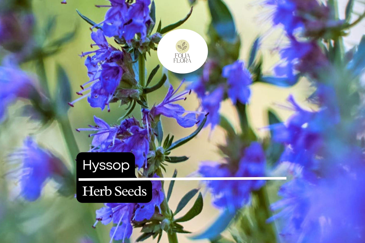 300 Seeds Hyssop (Hyssopus officinalis) – Aromatic Herb, Culinary Use, Easy to Grow
