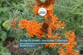 10 Butterfly Weed Plants (Asclepias Tuberosa) | Perennial Bare Root | Monarch Host Plant | Drought-Tolerant & Pollinator-Friendly