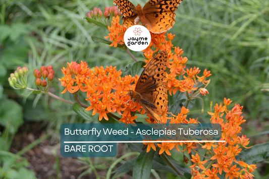 10 Butterfly Weed Plants (Asclepias Tuberosa) | Perennial Bare Root | Monarch Host Plant | Drought-Tolerant & Pollinator-Friendly