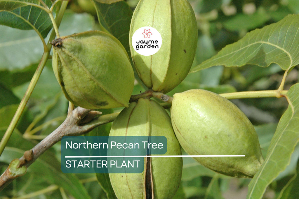 Northern Pecan Trees for Planting | Live Tree Seedlings, 12"-18" Tall |USDA Zones 4-8 | Perfect for Fall Foliage and Winter Gardens