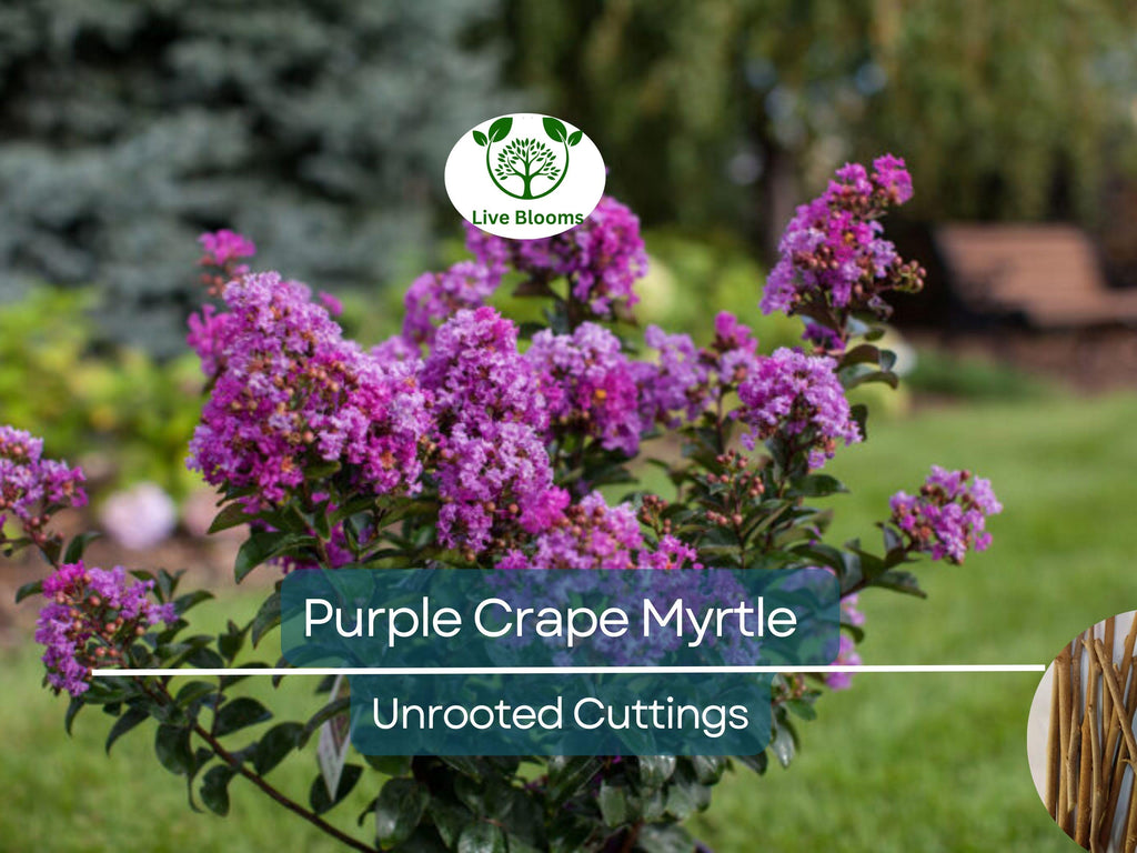8 Purple Crape Myrtle Unrooted Cuttings 6-8"- Fresh & Ready to Root - Lagerstroemia, Light Purple Blooms, Easy to Grow, Perfect for Garden