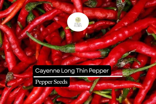 30 Seeds Cayenne Long Thin Pepper, Capsicum Annuum, Spicy Chili for Cooking and Drying