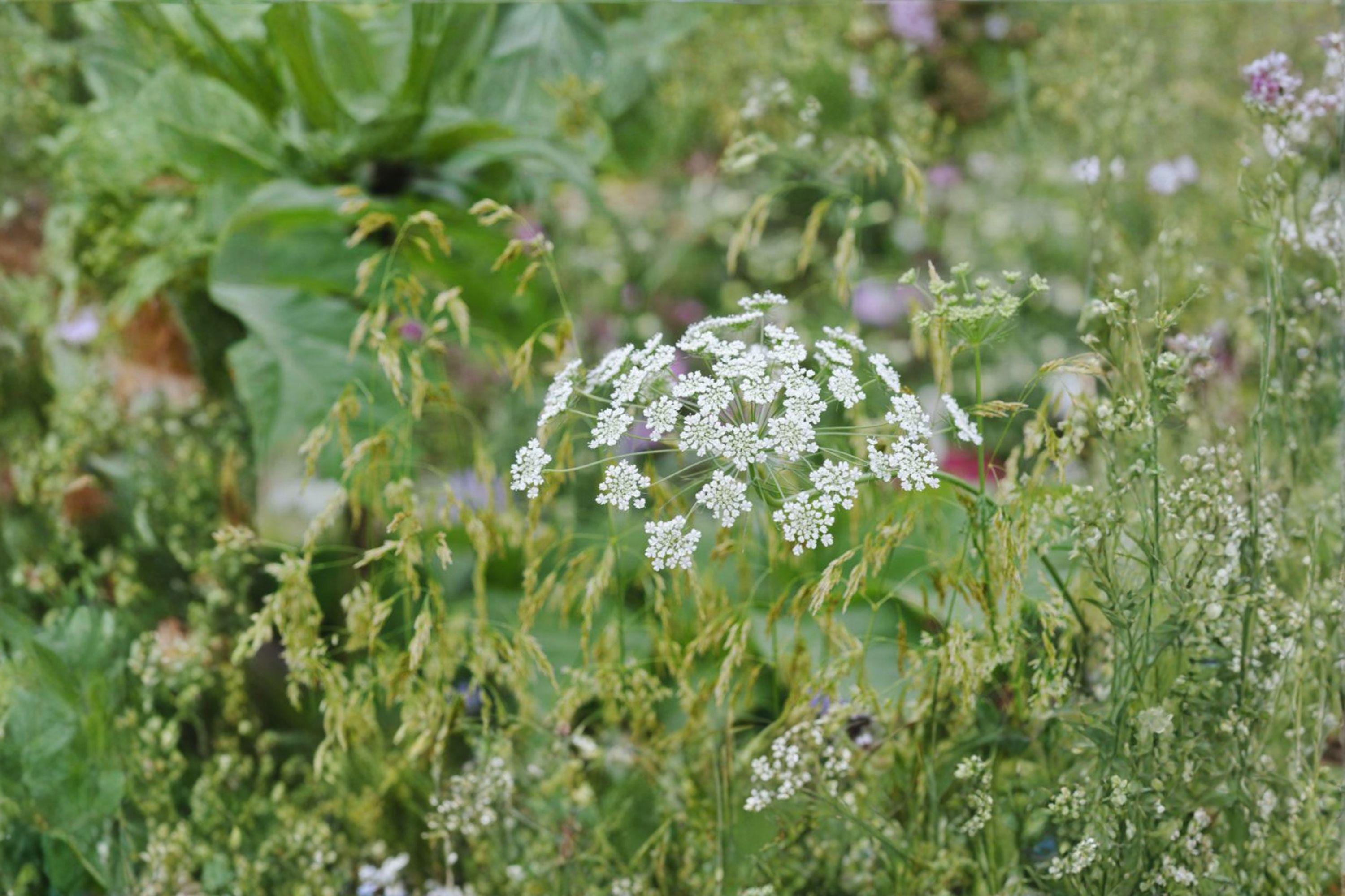 Bishop’s Flower Seeds – Ammi majus, False Queen Anne’s Lace, White Blooms (100 Seeds)