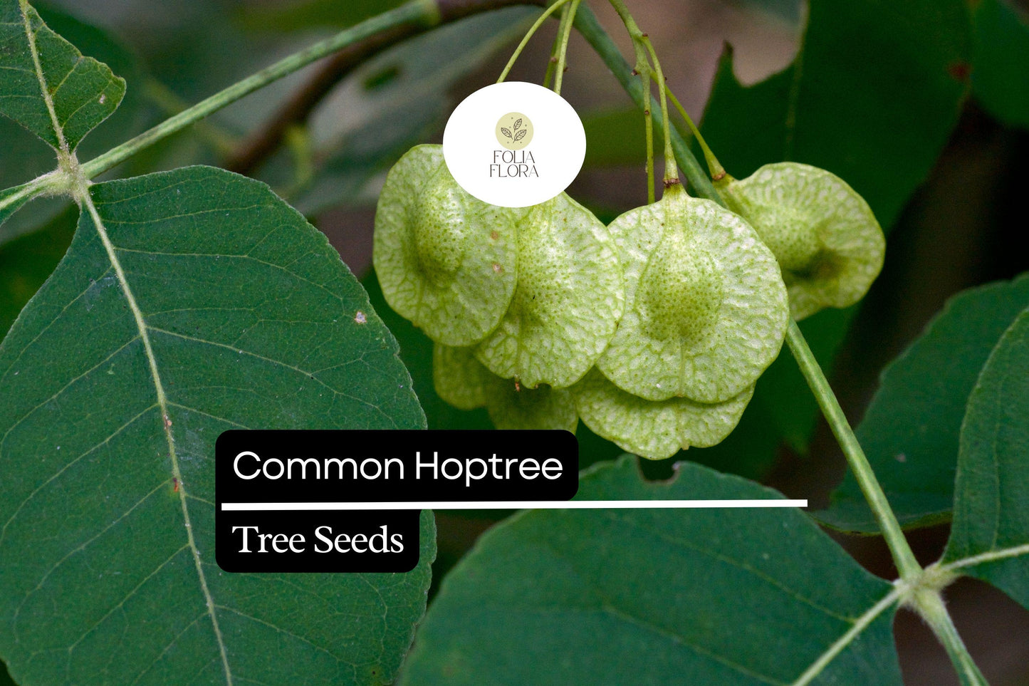 Common Hoptree Seeds (5) | Ptelea trifoliata | Hardy Native Shrub Tree | Pollinator Friendly | Aromatic Leaves