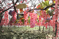 Koshu Grape 1 Live Plant 2-3 FT (Vitis vinifera) Japanese Table Grape Vine