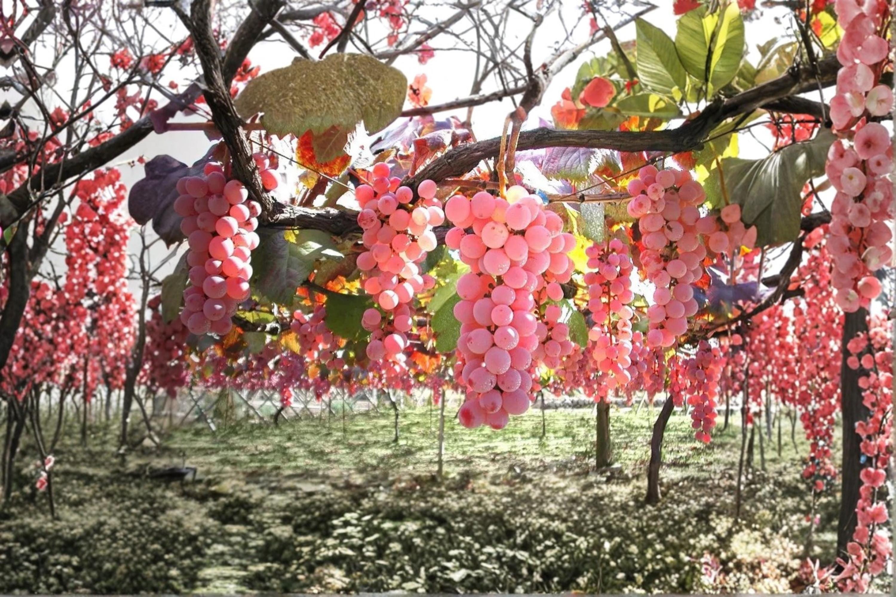 Koshu Grape 1 Live Plant 2-3 FT (Vitis vinifera) Japanese Table Grape Vine