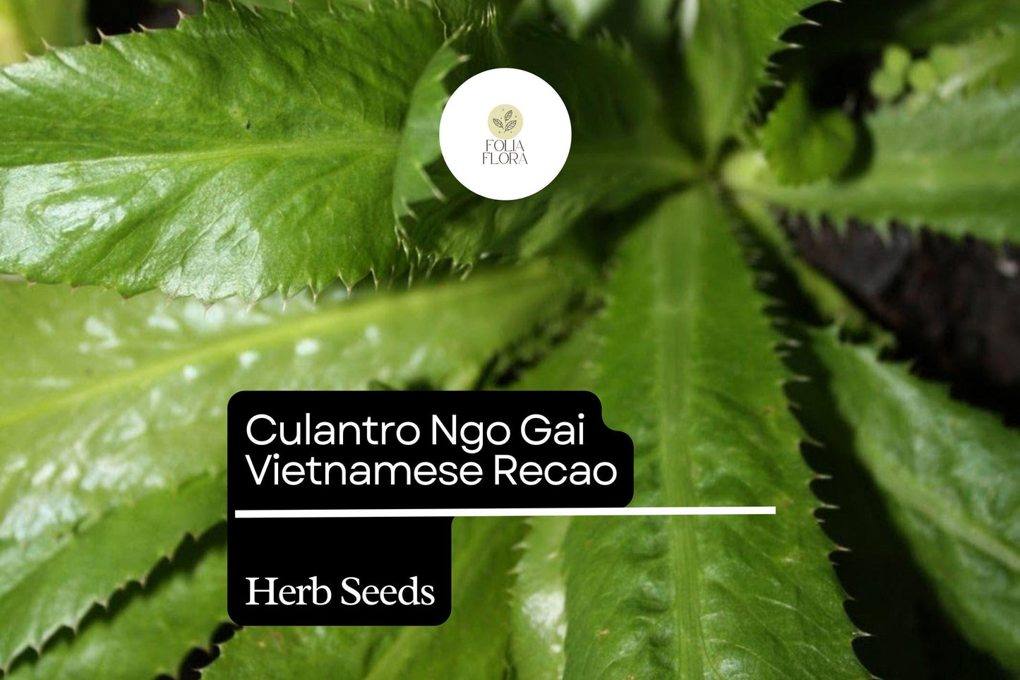 100mg Culantro Seeds Eryngium foetidum Ngo Gai Vietnamese Recao for Planting | Heirloom Herb for Cooking and Garnishing