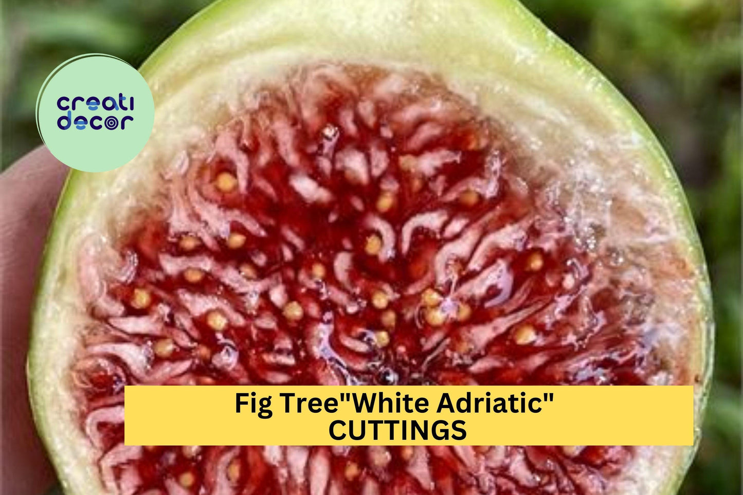 5 White Adriatic Fig Tree Cuttings | Ficus Carica Starter Wood | Fresh Unrooted Cuttings | Sweet Fruit Tree Starter | Free US Shipping