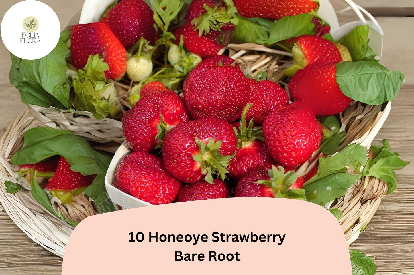 10 Honeoye Strawberry Plants | Live Bare Root | June Bearing Fragaria × ananassa Fruit