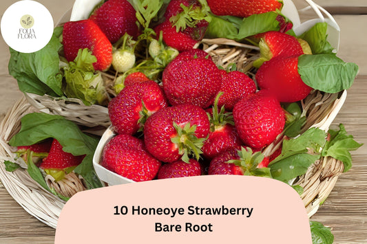 10 Honeoye Strawberry Plants | Live Bare Root | June Bearing Fragaria × ananassa Fruit
