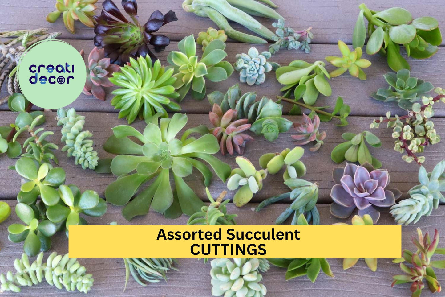 15 Assorted Succulent Cuttings – No Duplicates | Unrooted Mixed Variety Cuttings Ready to Plant | Colorful DIY Cactus Garden Starter
