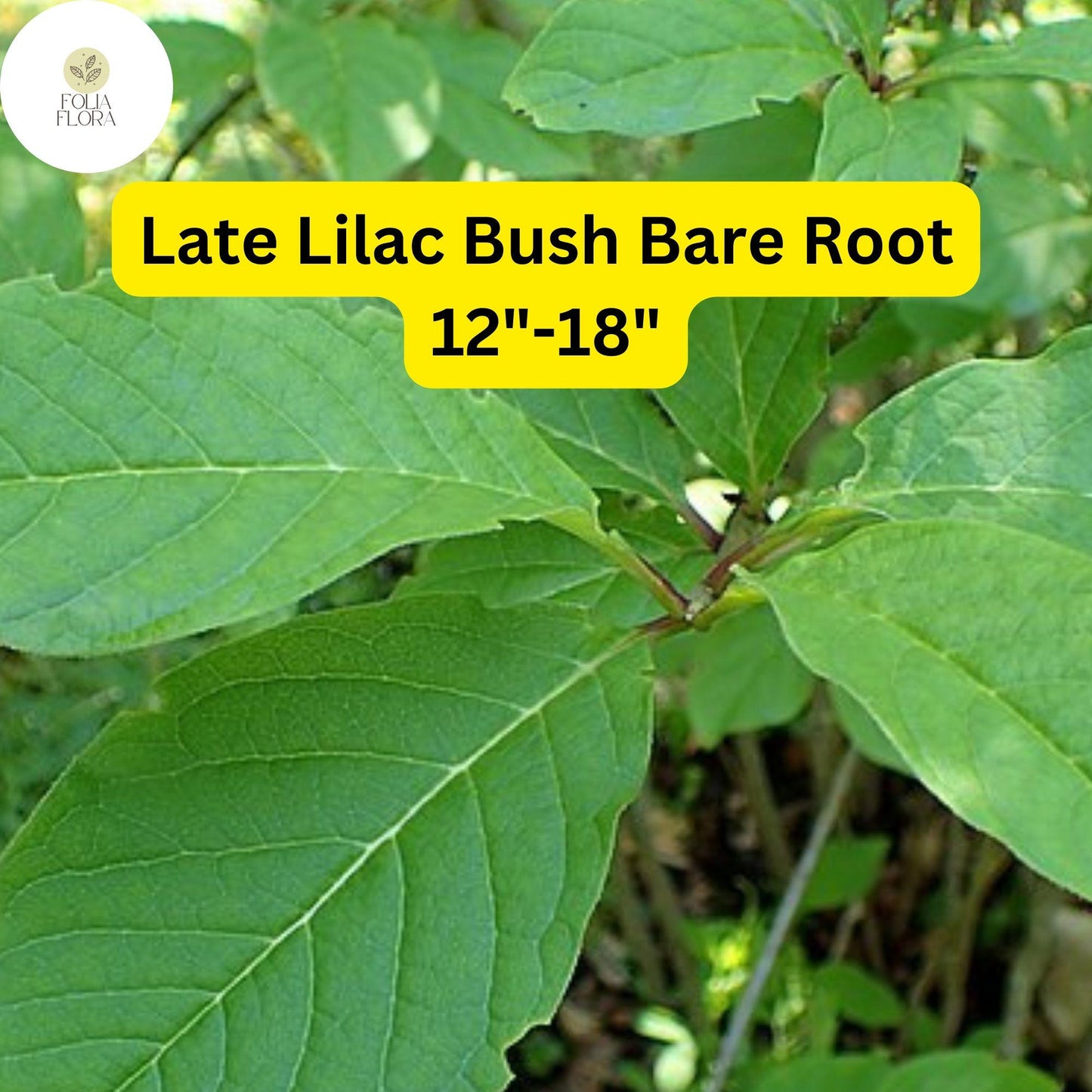 1 Syringa villosa Late Lilac Bush - Live Bare Root Plant 12"-18" for Zones 3-7 - Hardy, Fragrant Flowers
