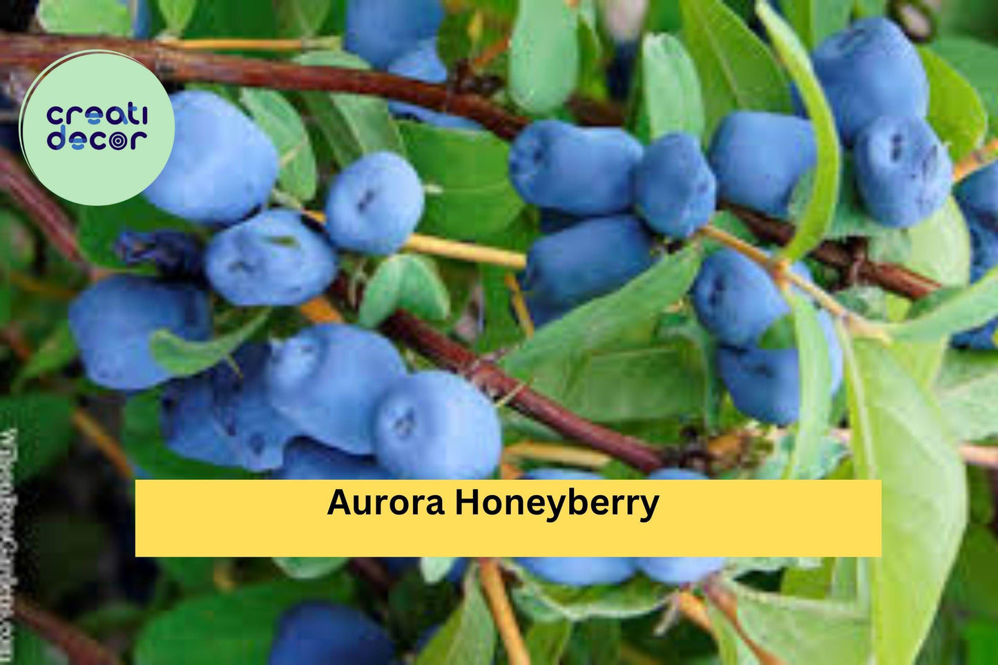 Aurora Honeyberry – Lonicera caerulea ‘Aurora’ – Live Edible Honeysuckle Shrub, Hardy Fruit Plant for Zones 2–8 Gardens