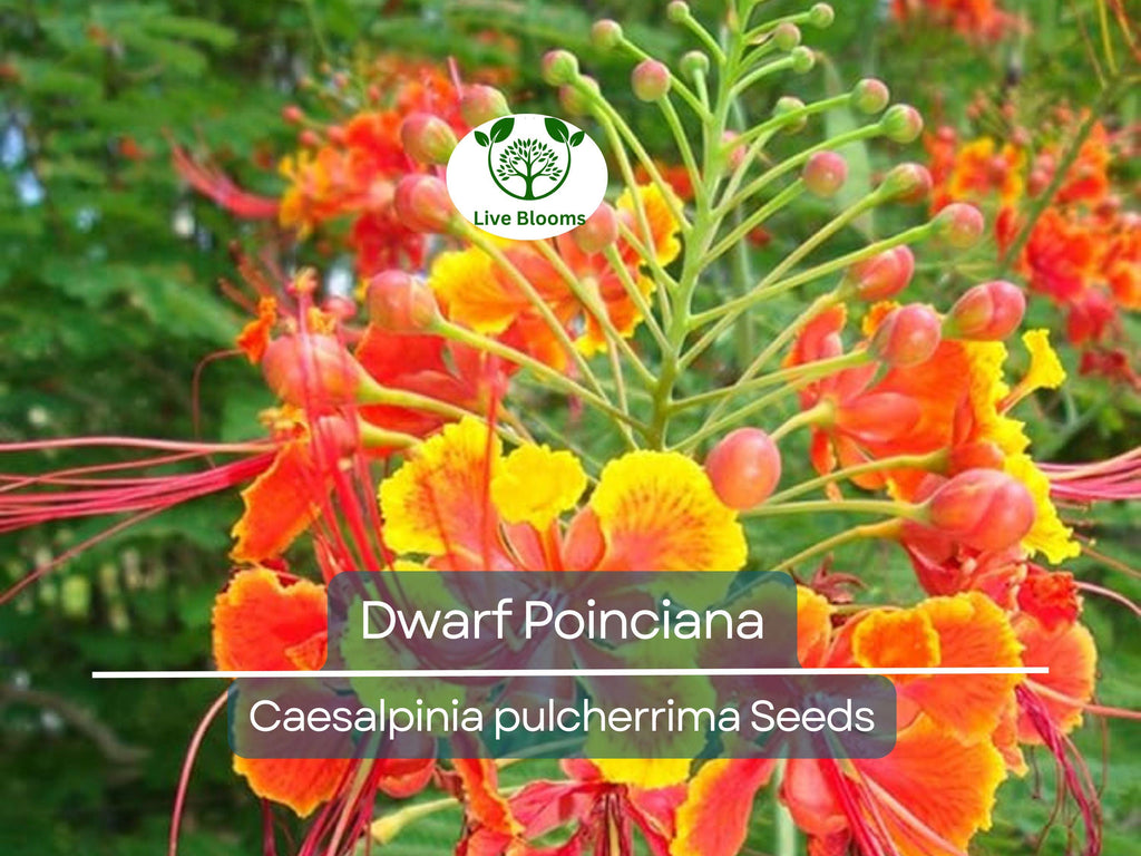 10 Dwarf Poinciana Seeds, Red Bird of Paradise (C. pulcherrima), Mexican Flowering Plant, Non-GMO, Tropical Shrub, Colorful Blooms