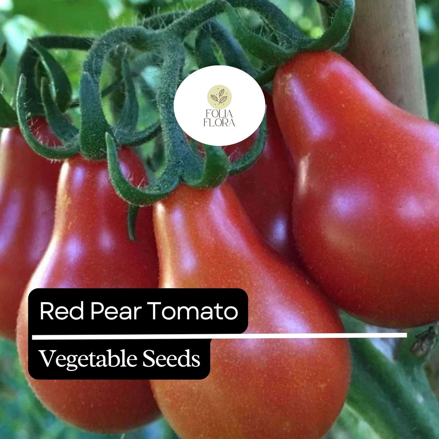 30 Red Pear Tomato Seeds – Heirloom, Non-GMO, Sweet & Juicy, High-Yield Cherry Tomato