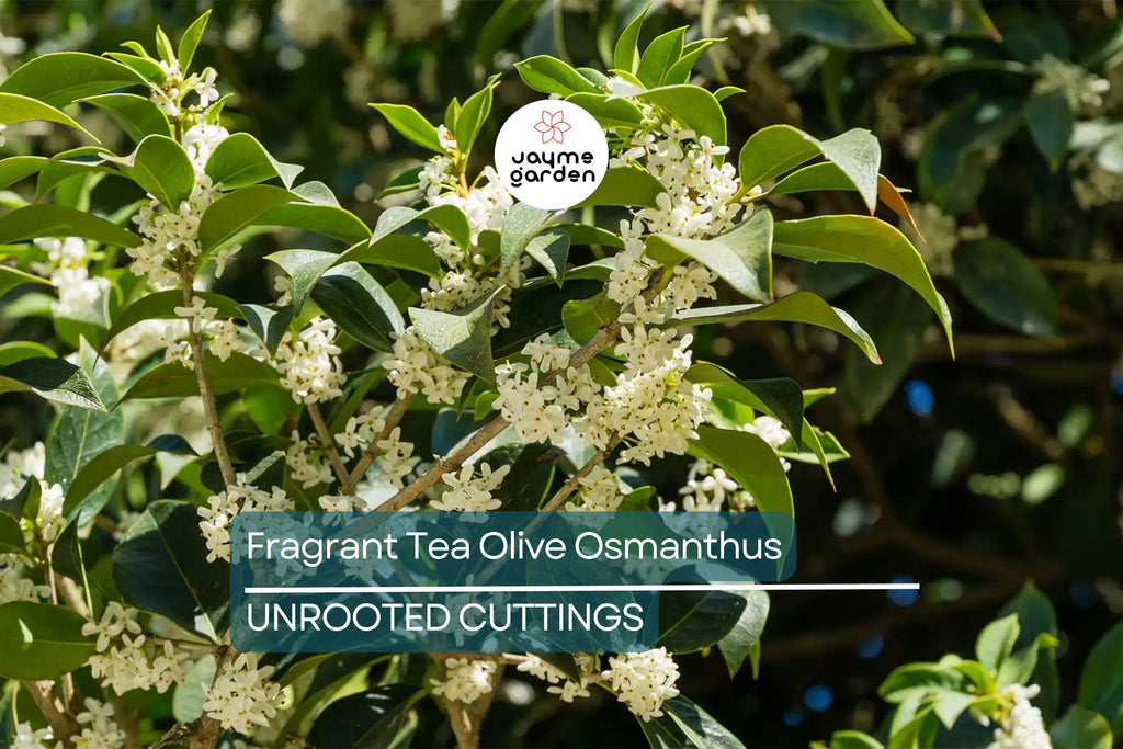 8 Fragrant Tea Olive Osmanthus Fragrans Live Cuttings 8”+ - Sweet Tea Evergreen, Fast-Growing, Aromatic, Edible Flowers