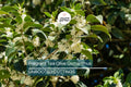 8 Fragrant Tea Olive Osmanthus Fragrans Live Cuttings 8”+ - Sweet Tea Evergreen, Fast-Growing, Aromatic, Edible Flowers