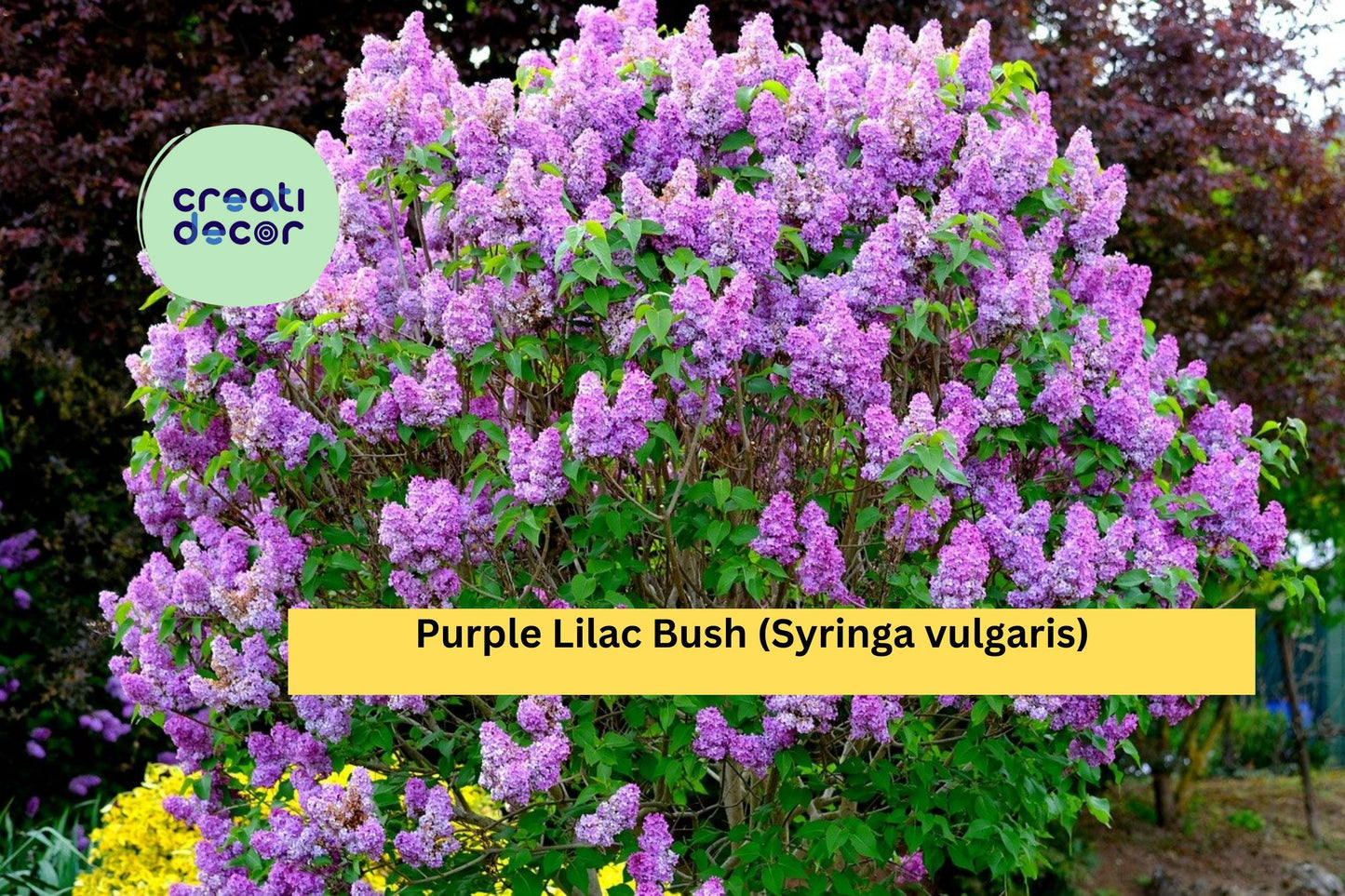 20 Common Lilac Bushes – Purple Syringa vulgaris Bare Root Shrubs with Planting Instructions, Hardy Perennials for Spring Gardens