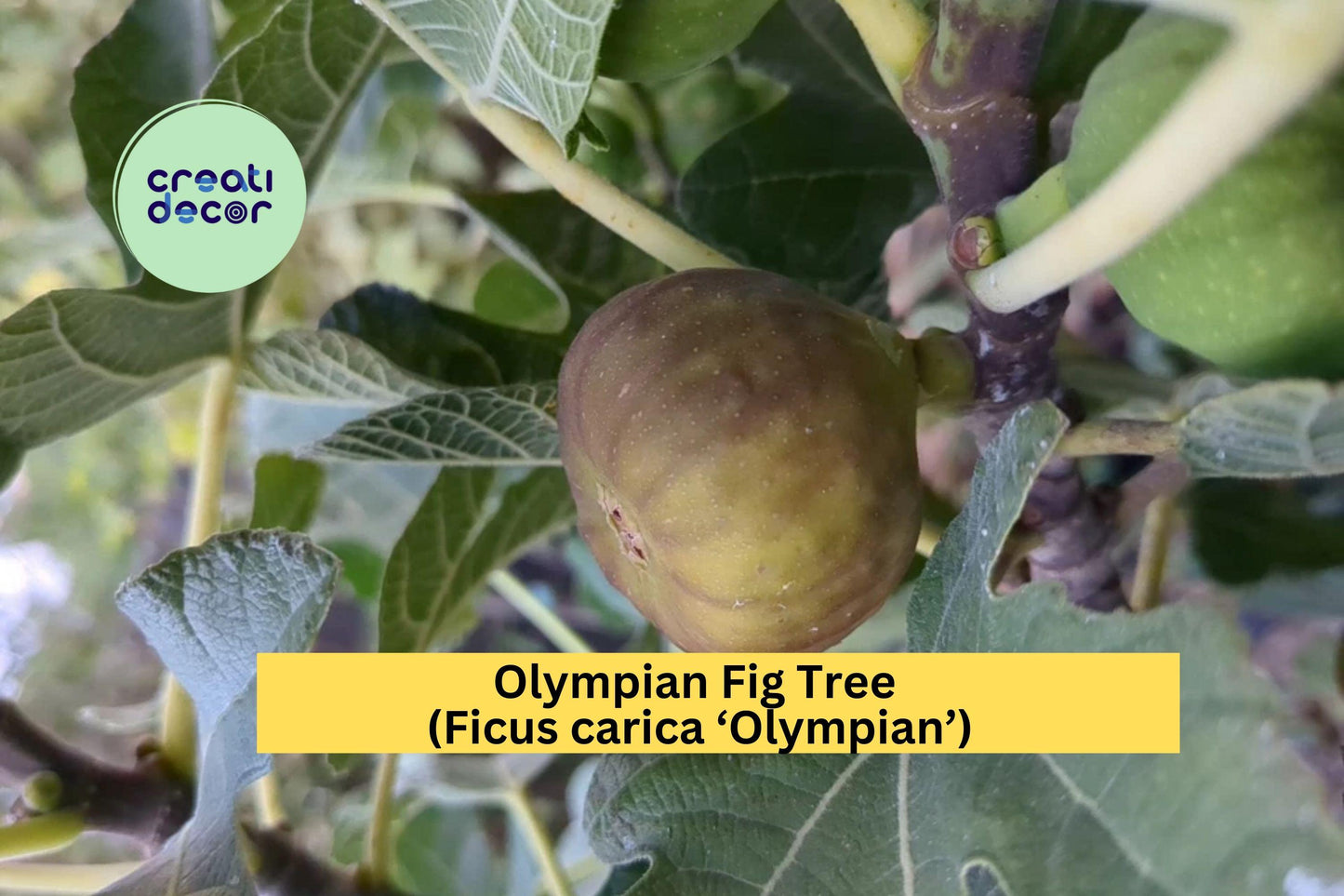 Olympian Fig Tree Cuttings | 10 Fresh Hardwood Stems for Rooting or Grafting | Ficus carica Starter for Home Orchards & Gardens