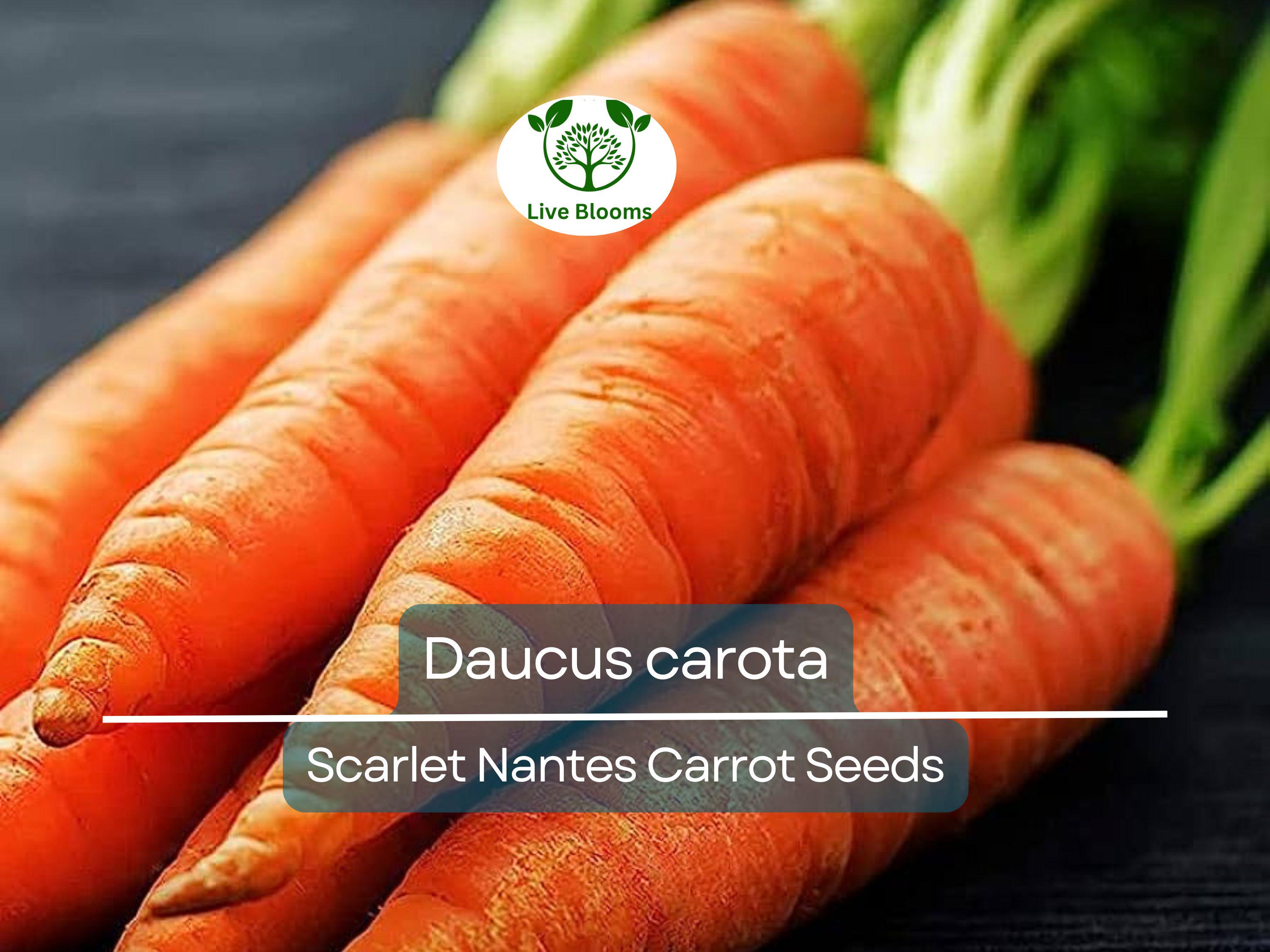 600 Seeds Scarlet Nantes Carrot - Daucus carota | Heirloom Carrot Seeds for Planting, Gardening & Sweet, Crisp Root Harvest