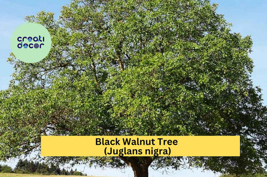 Black Walnut Trees – Juglans nigra – 3 Live Bareroot Seedlings, Hardy Native Shade and Nut Tree for Long-Lived Landscapes