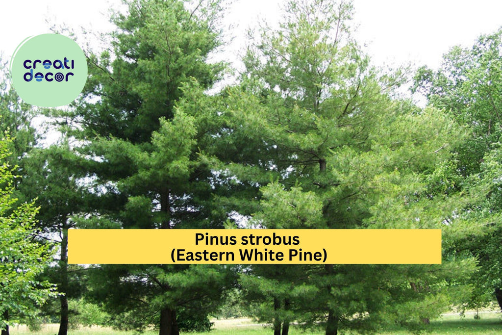 Eastern White Pine Tree Seedlings – Lot of 3 Bare Root Transplants, 24–30” Tall, Pinus Strobus Evergreen Trees for Landscape